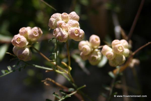 Flowers in Israel - Valerianella vesicaria